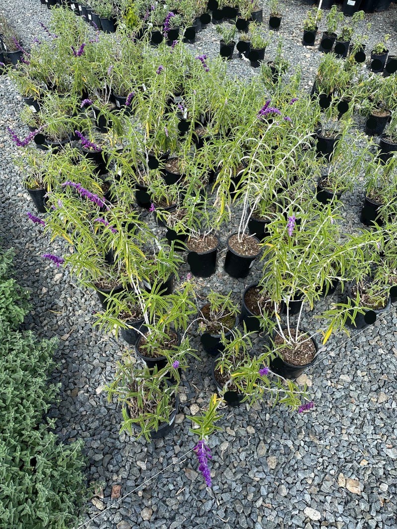Photo for Salvia leucantha 'Midnight' (Midnight Purple Mexican Sage)