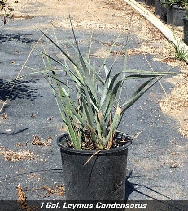 Photo for Leymus condensatus 'Canyon Prince' (Blue Lyme Grass)