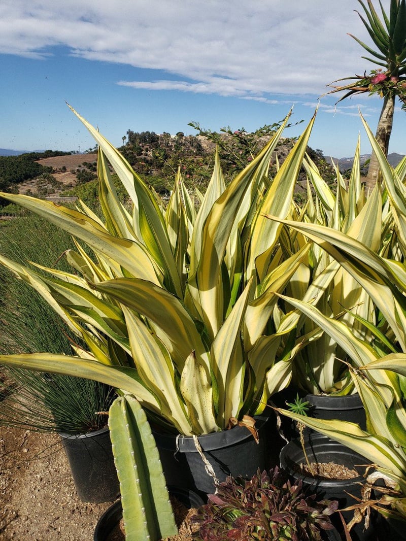 Photo for Furcraea foetida 'Mediopicta' (F. gigantea 'Striata') (Furcraea foetida 'Mediopicta')