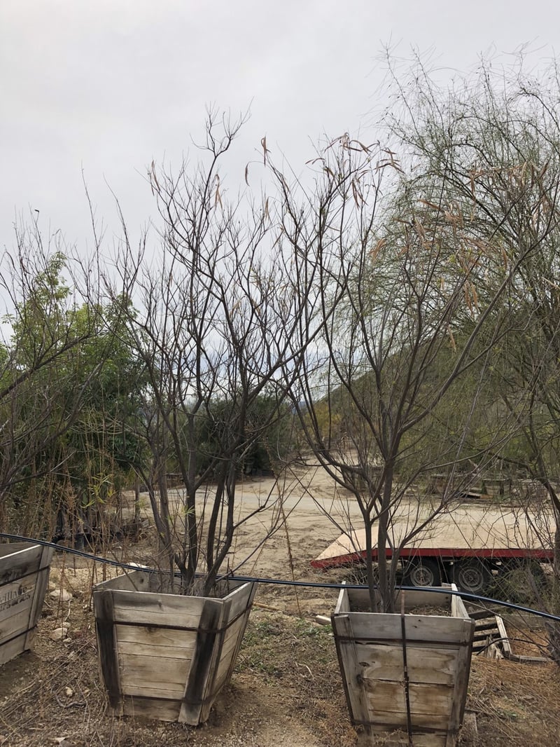 Photo for Chilopsis linearis (Multi) (Desert Willow)