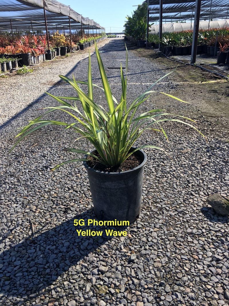 Photo for Phormium x 'Yellow Wave' (Yellow Wave New Zealand Flax)