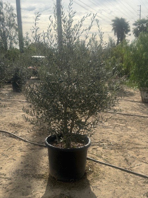 Photo for Olea europaea 'Swan Hill' (Swan Hill Olive)