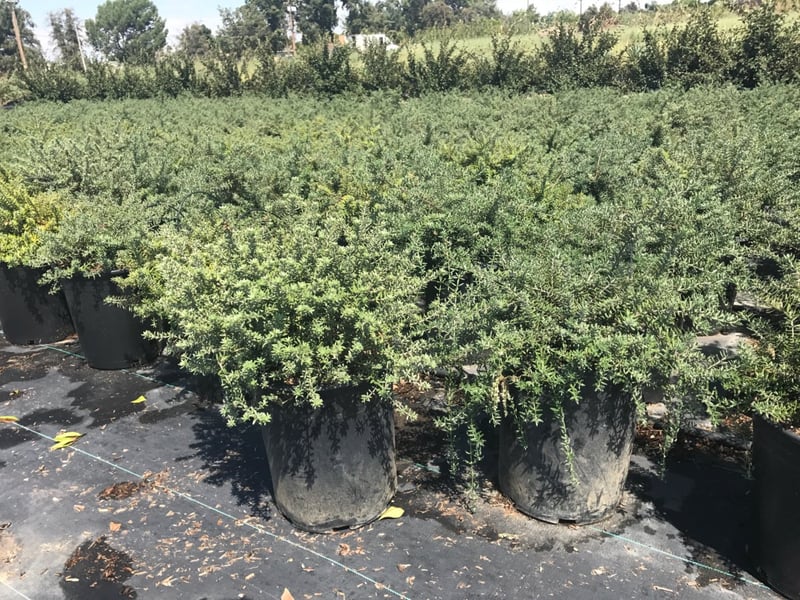 Photo for Westringia fruticosa 'Mundi' (Low Coast Rosemary)