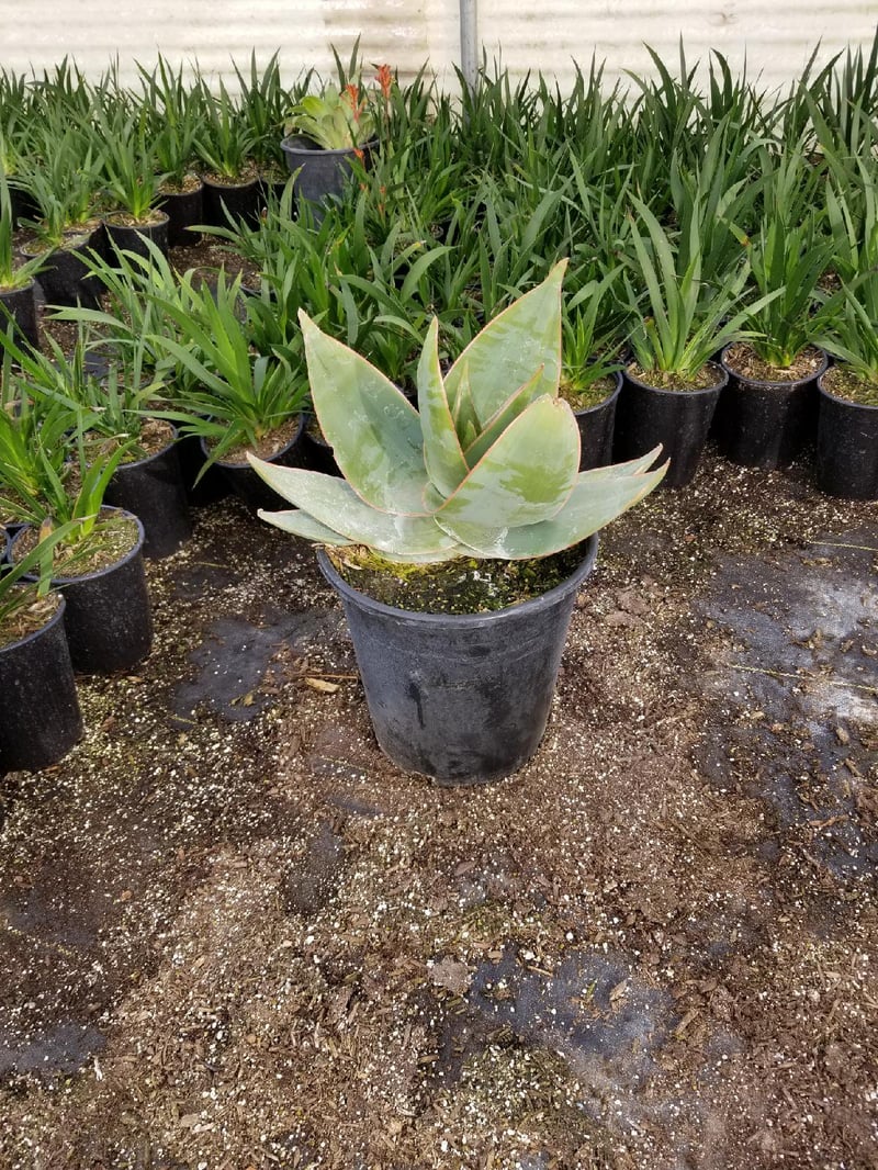 Photo for Aloe striata (Coral Aloe)