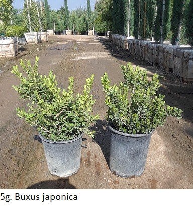 Photo for Buxus (Boxwood)