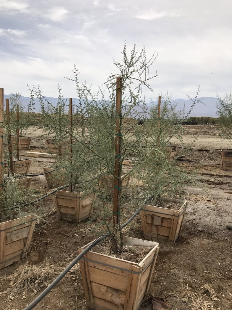 Photo for Cercidium floridum (Parkinsonia florida) (Blue Palo Verde)