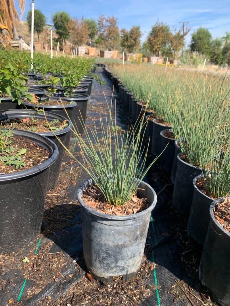 Photo for Juncus patens 'Elk Blue' (Elk Blue California Gray Rush)