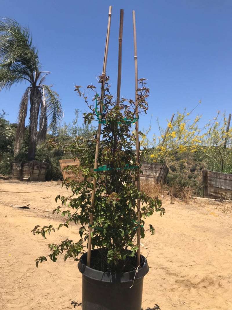 Photo for Bougainvillea 'Barbara Karst' (Staked) (Barbara Karst Bougainvillea)