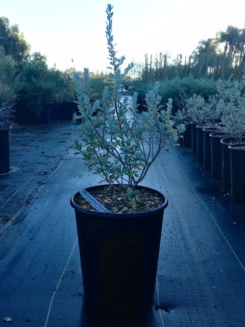 Photo for Leucophyllum frutescens (Texas Sage)