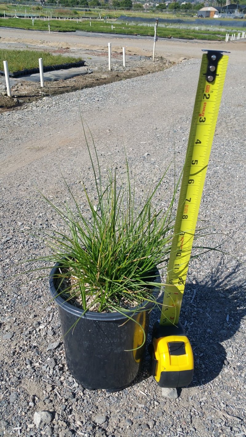 Photo for Carex pansa (California Meadow Sedge)