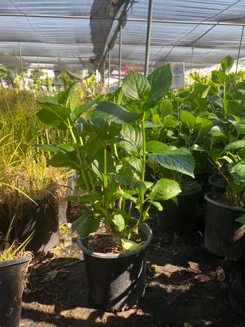 Photo for Hydrangea macrophylla (Hydrangea)