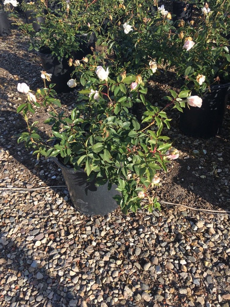 Photo for Rosa 'Iceberg' (White) (Iceberg Shrub Rose)