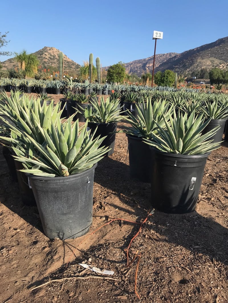Photo for Agave angustifolia 'Marginata' (Caribbean Agave)