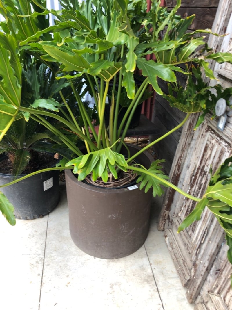 Photo for Philodendron bipinnatifidum (Horsehead Philodendron)