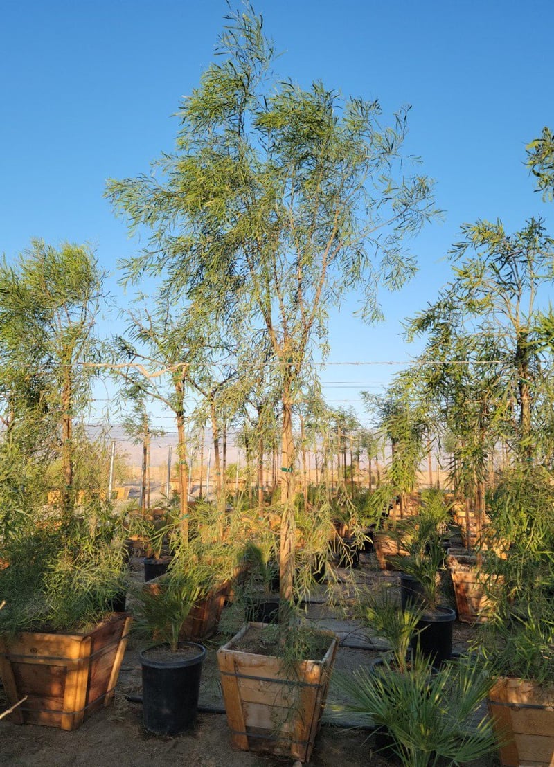 Photo for Acacia salicina (Willow Acacia)