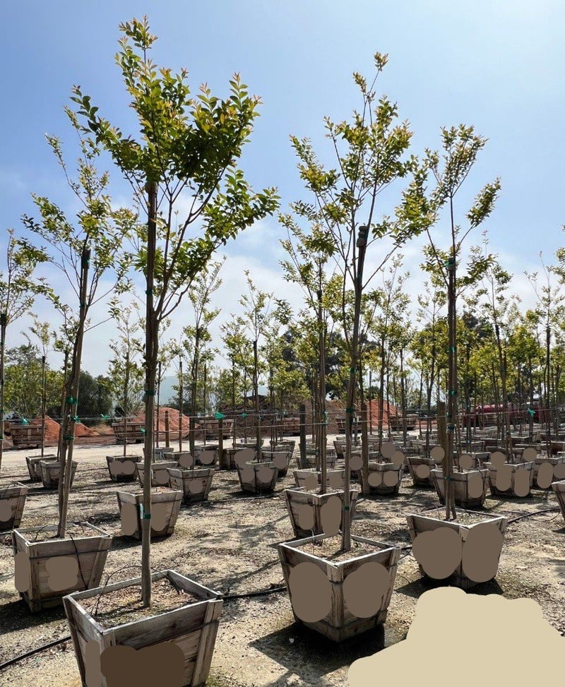 Photo for Lagerstroemia indica (Standard) (Crape Myrtle)
