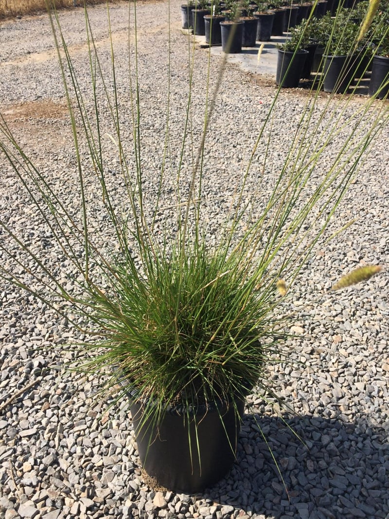 Photo for Pennisetum spathiolatum (Slender Veldt Grass)