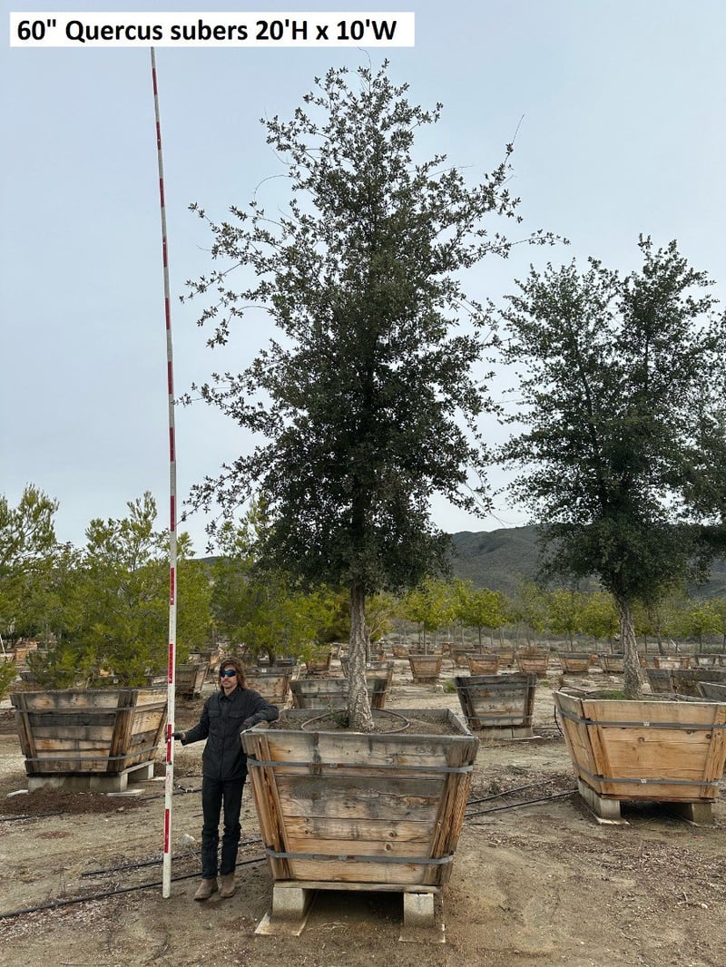 Photo for Quercus suber (Cork Oak)