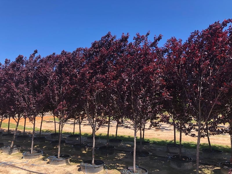Photo for Prunus x blireana (Purple-leafed Plum)
