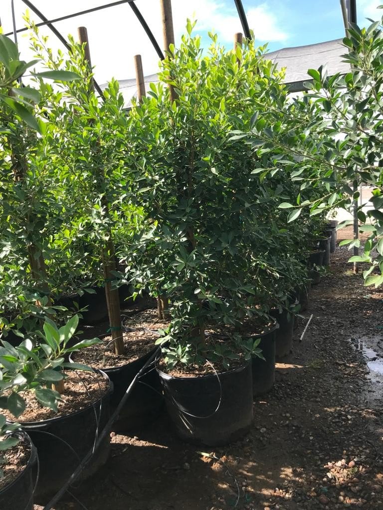 Photo for Ficus microcarpa nitida (Column) (Indian Laurel)