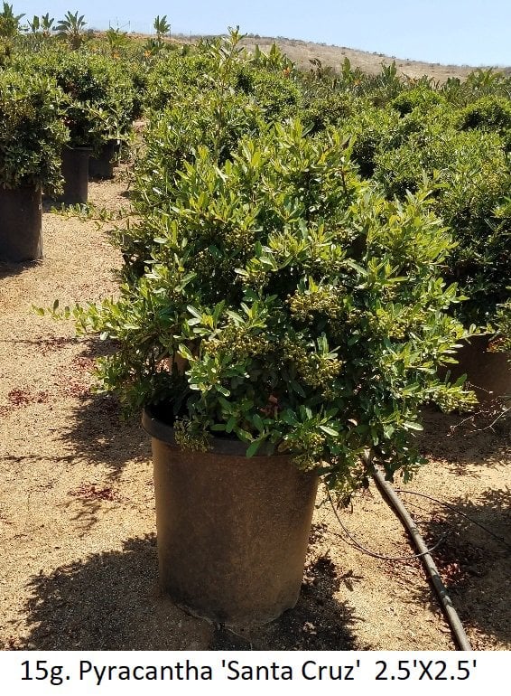 Photo for Pyracantha (Pyracantha)