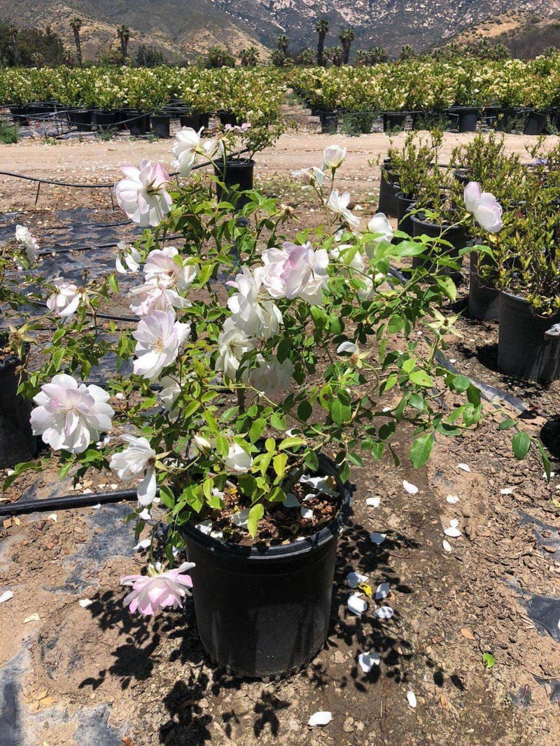Photo for Rosa floribunda 'Iceberg' (Iceberg Rose )