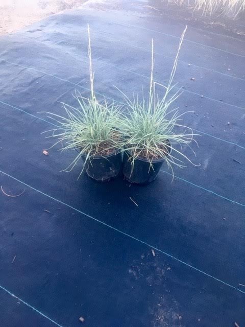 Photo for Muhlenbergia dubia (Pine Muhly)