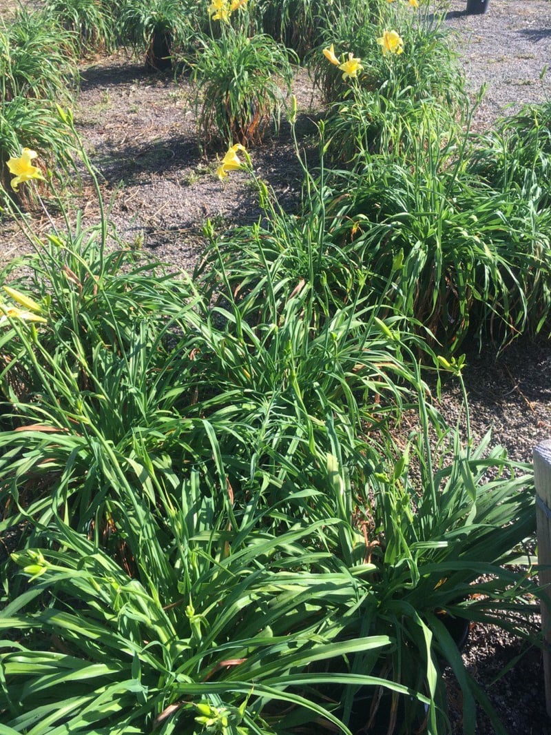 Photo for Hemerocallis hybrid 'Yellow' (Yellow Daylily)