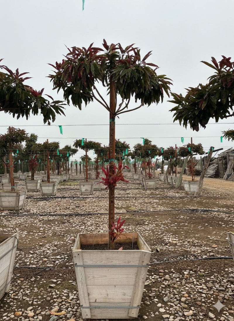Photo for Eriobotrya deflexa 'Coppertone' (Standard) (Bronze Loquat)
