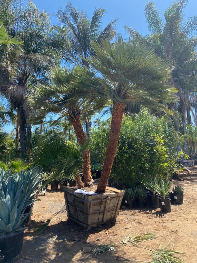 Photo for Chamaerops humilis (Multi) (Mediterranean Fan Palm)