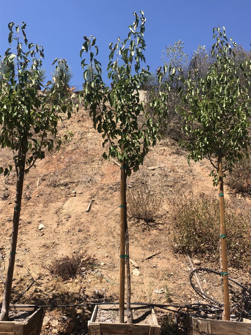 Photo for Pyrus calleryana 'Aristocrat' (Aristocrat Callery Pear)