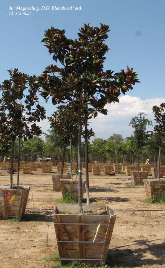 Photo for Magnolia grandiflora 'D.D. Blanchard' (Standard) (D.D. Blanchard Magnolia)