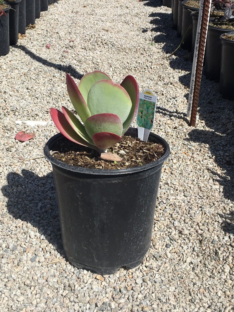 Photo for Kalanchoe luciae (Paddle Plant)