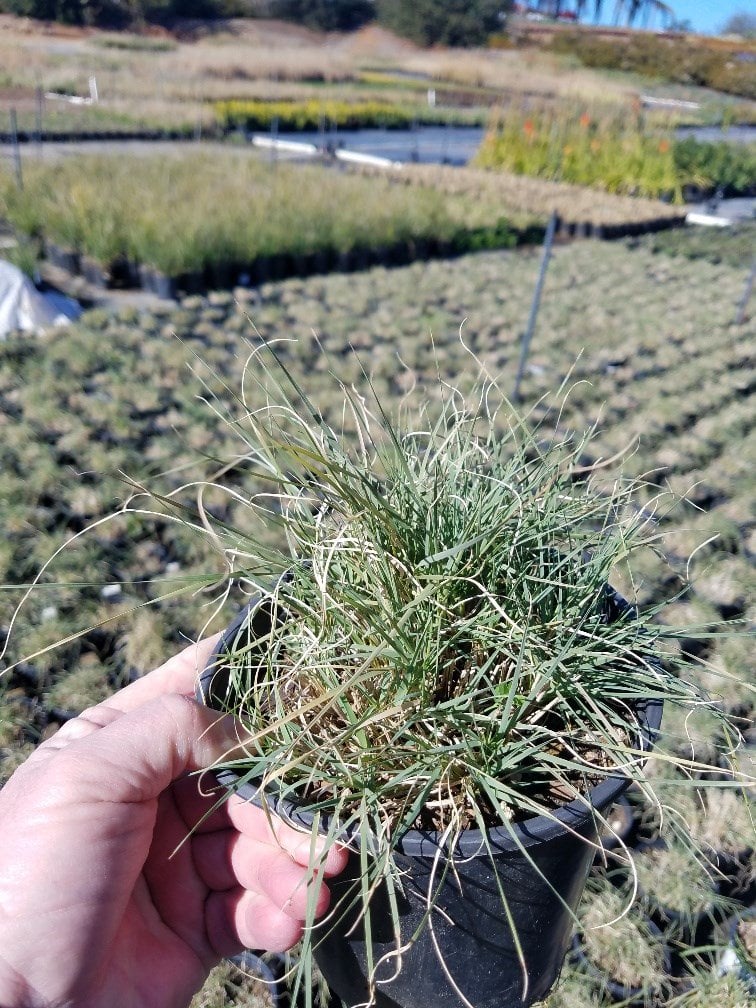 Photo for Bouteloua gracilis 'Blonde Ambition' (Blonde Ambition Blue Grama Grass)