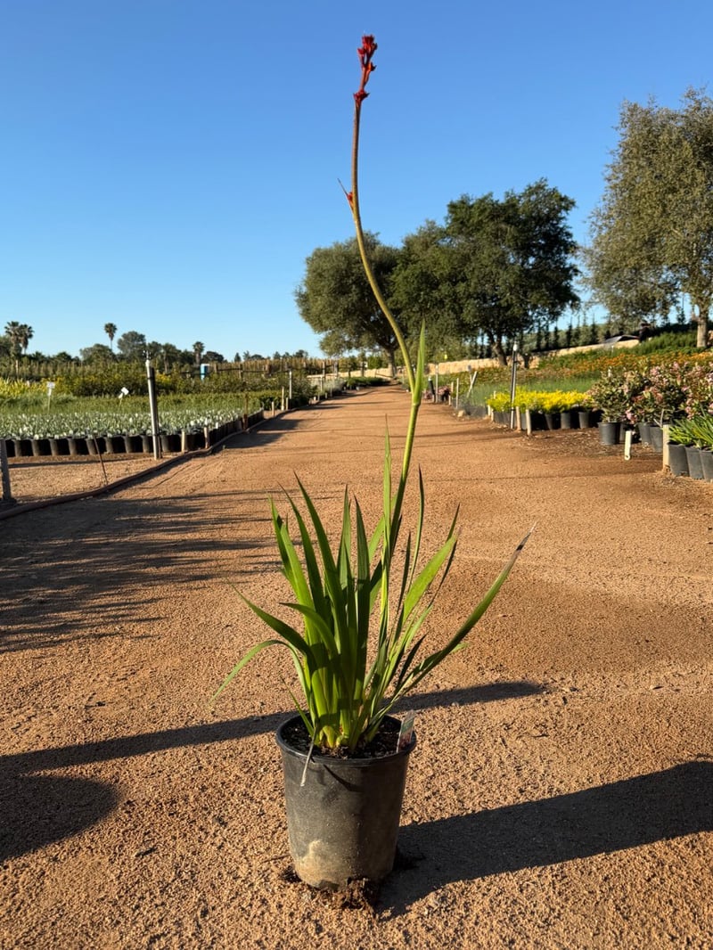 Photo for Anigozanthos 'Red' (Red Kangaroo Paw)