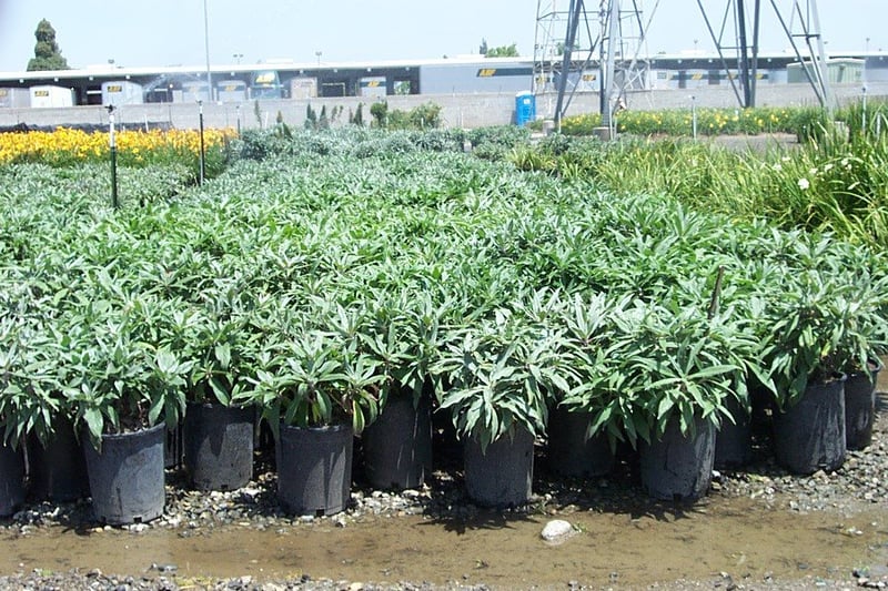 Photo for Echium candicans (E. fastuosum) (Pride of Madeira)