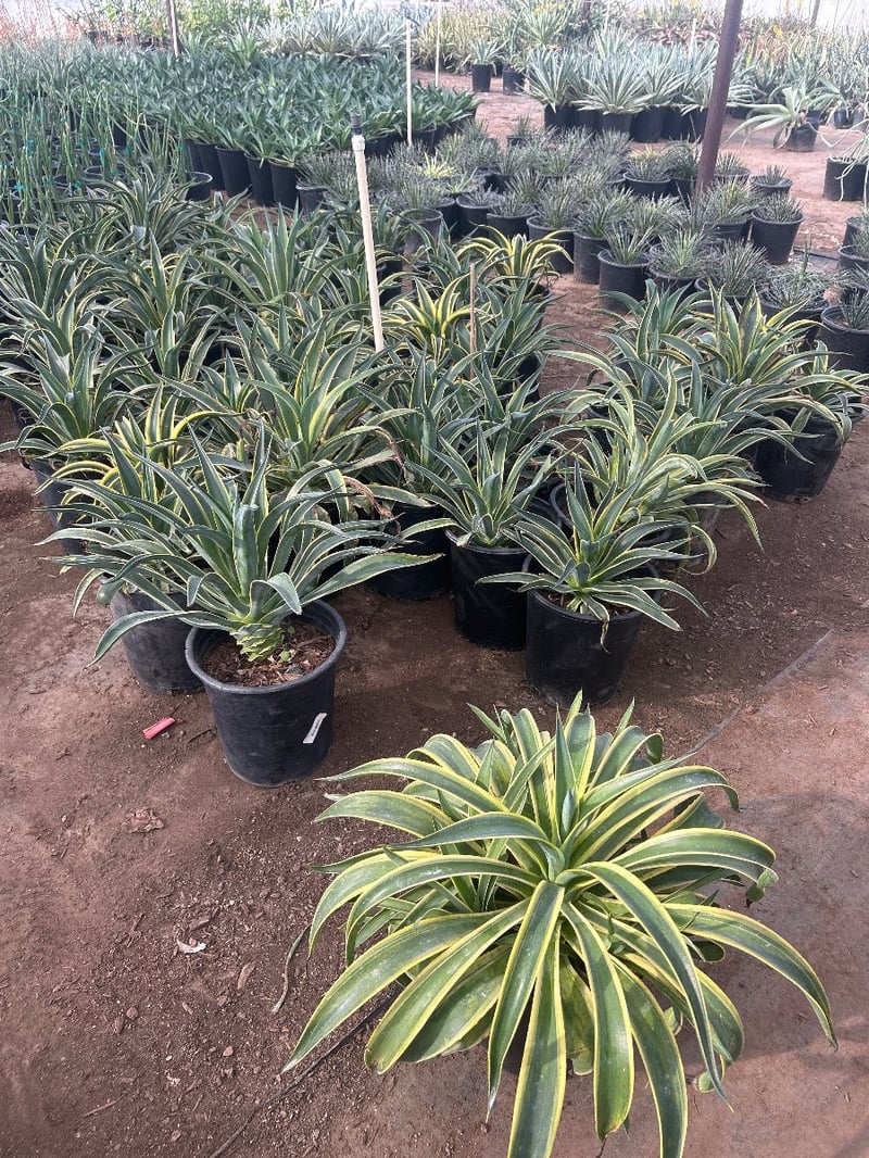 Photo for Agave desmetiana 'Variegata' (Variegated Smooth Agave)