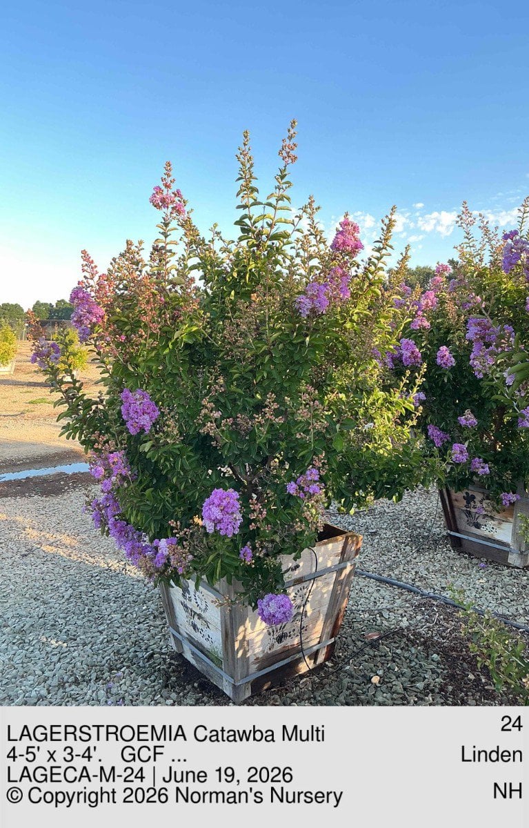 Photo for Lagerstroemia indica 'Catawba' (Multi) (Catawba Crape Myrtle)