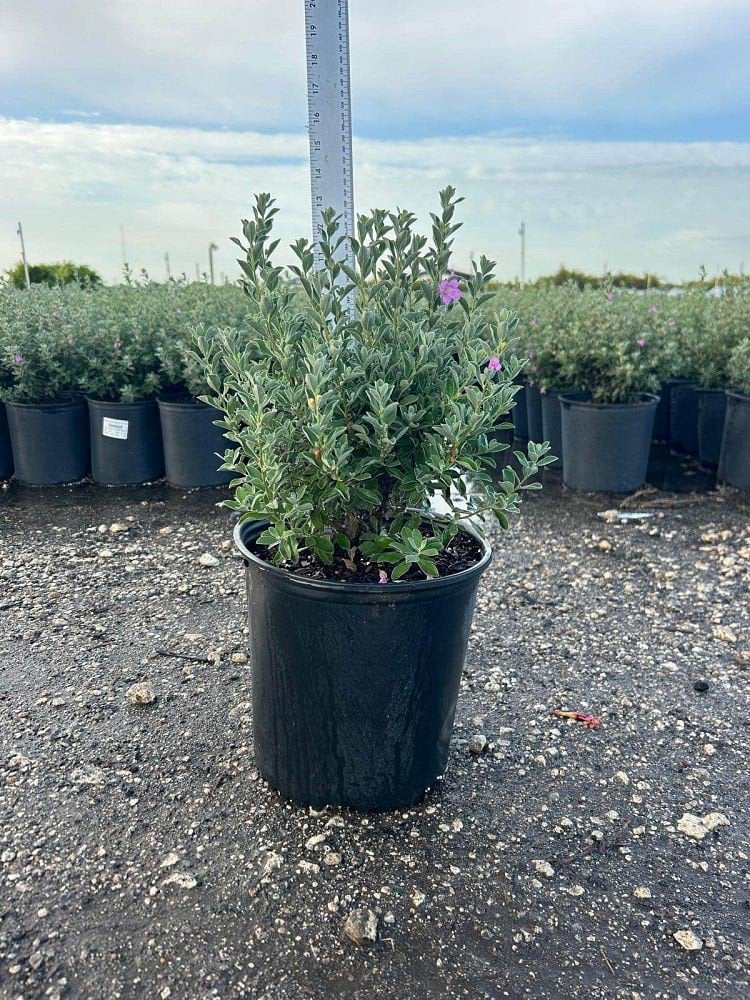 Photo for Leucophyllum frutescens (Texas Sage)