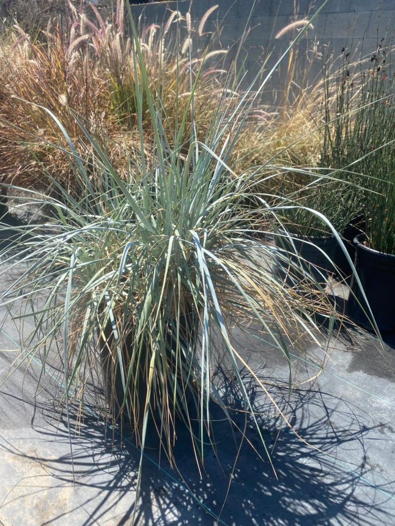 Photo for Leymus condensatus (Wild Rye)