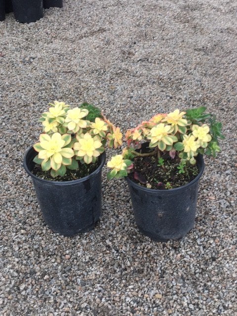 Photo for Aeonium 'Kiwi' (Kiwi Aeonium)