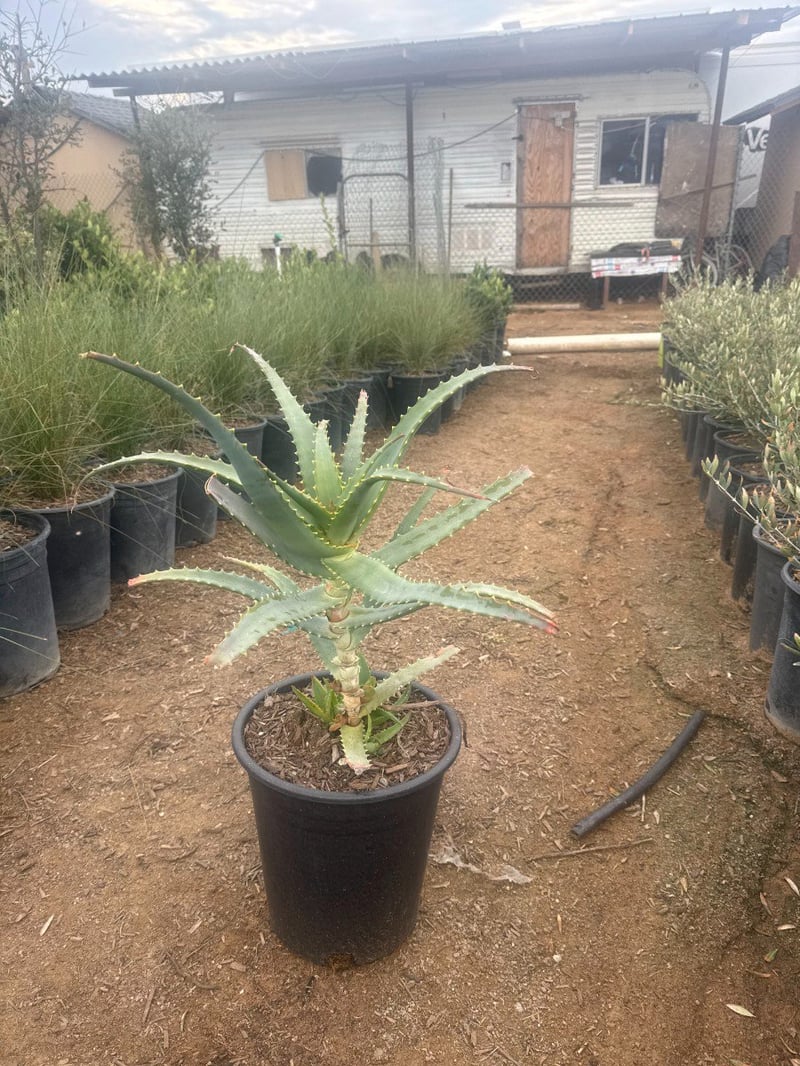 Photo for Aloe arborescens (Torch Aloe)