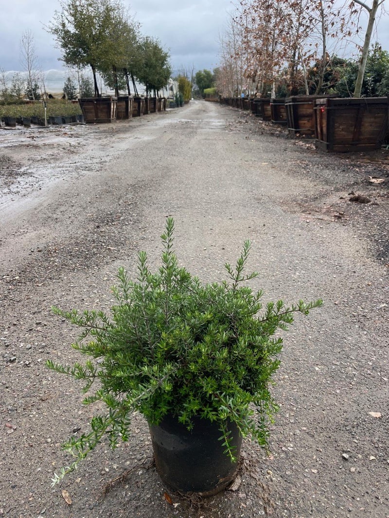 Photo for Westringia fruticosa 'Mundi' (Low Coast Rosemary)