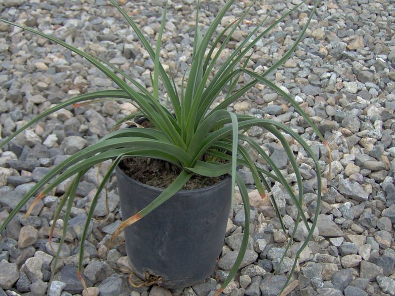 Photo for Kniphofia uvaria (Red Hot Poker)