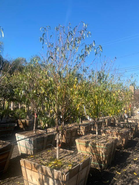 Photo for Prunus persica 'Babcock' (Babcock White Peach)