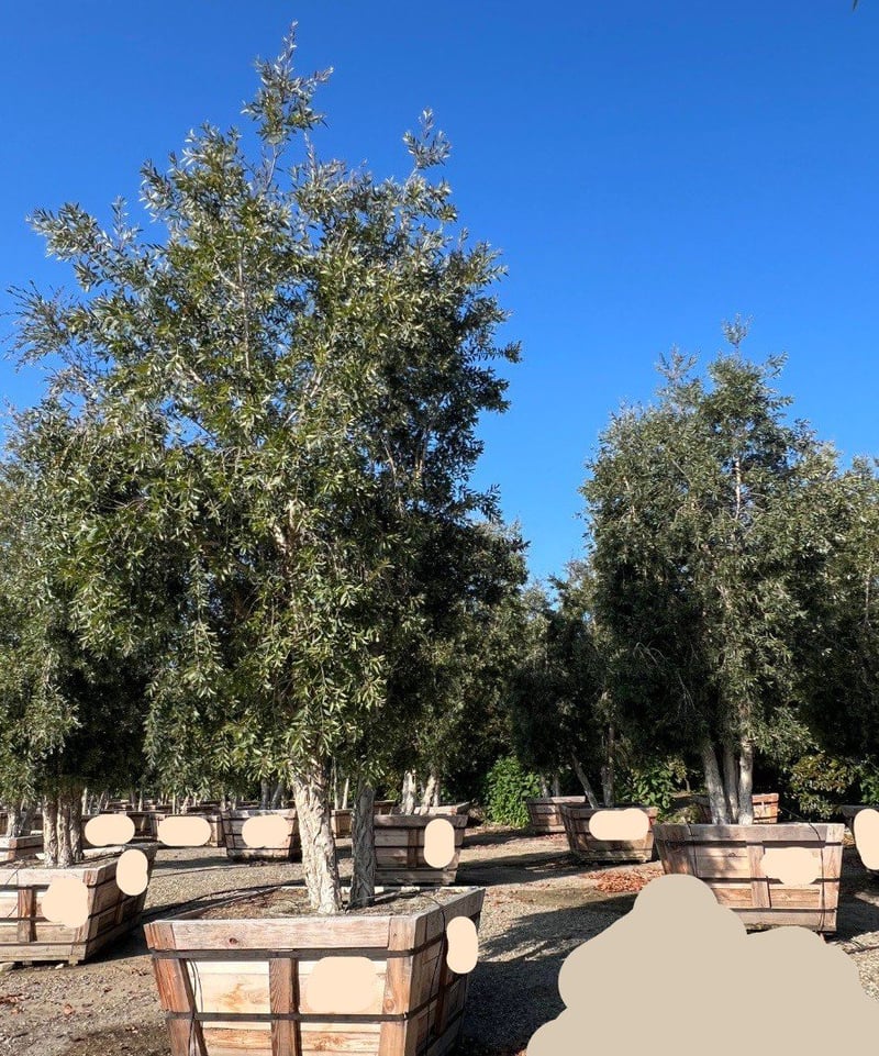 Photo for Melaleuca quinquenervia (Cajeput Tree, Paperbark Tree)