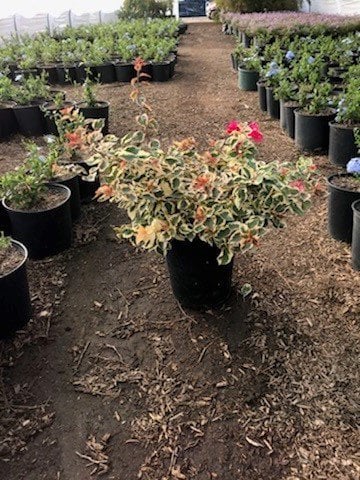 Photo for Bougainvillea 'Raspberry Ice' (Raspberry Ice Bougainvillea)