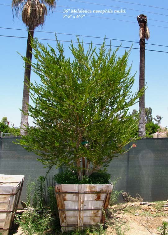 Photo for Melaleuca nesophila (Low Branch) (Pink Melaleuca)