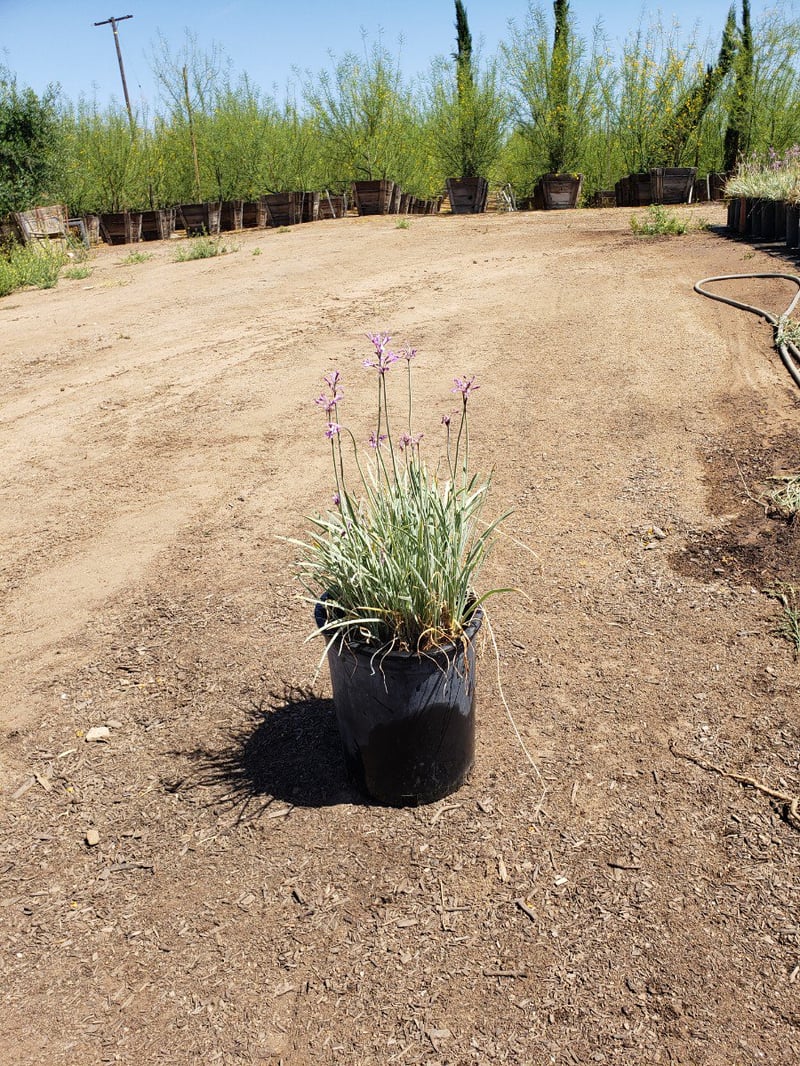 Photo for Tulbaghia violacea 'Silver Lace' (Silver Lace Variegated Society Garlic)
