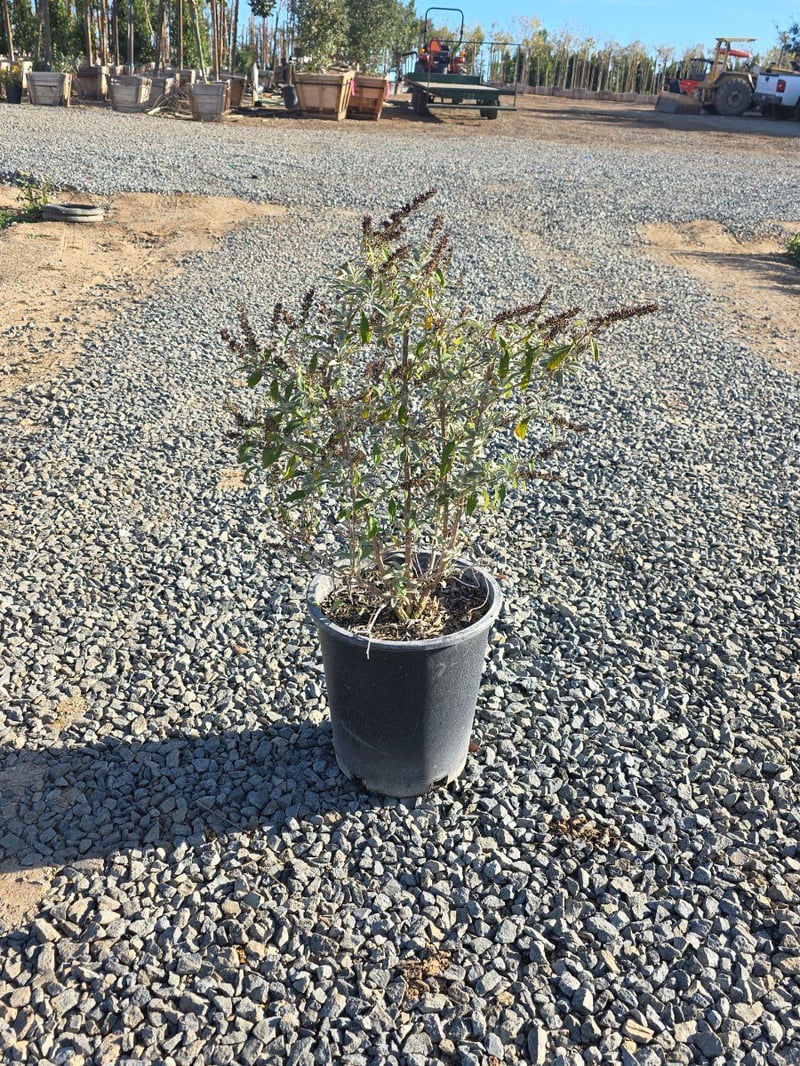 Photo for Buddleja davidii (Butterfly Bush)